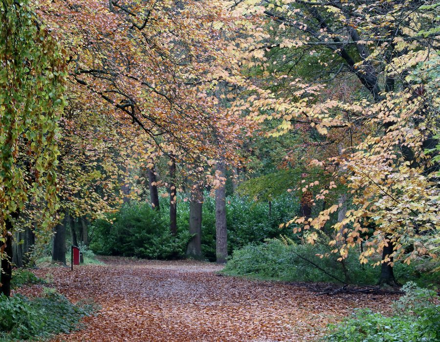 The Woodlands - Rubery